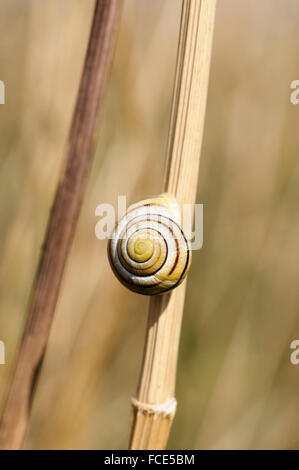 Weißlippen-Banded Schnecke Bänderschnecken Hortensis auf getrockneten Stengel Stockfoto