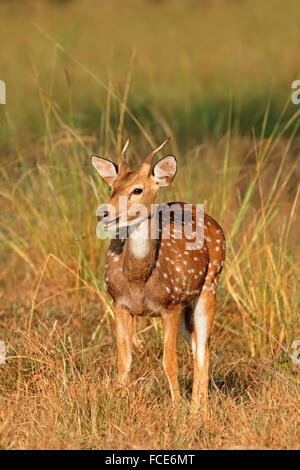 Ein junger Mann entdeckt, Hirsch oder chital (Axis Axis), Kanha Nationalpark, Indien Stockfoto