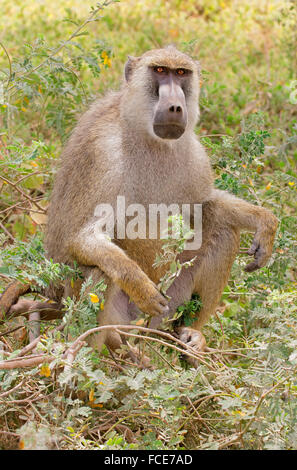 Eine Gelbe Pavian (Papio Cynocephalus) sitzen, Amboseli Nationalpark, Kenia Stockfoto