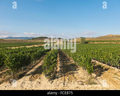 La Rioja Weinberg Felder durch den Jakobsweg in Logrono Stockfoto