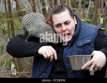 Duisburg, Deutschland. 21. Januar 2016.  Tierpflegerin Sabine Neubauer kämpft mit einem Zebramangusten während der Fütterungszeiten im Zoo in Duisburg, Deutschland, 21. Januar 2016. Zebramangusten sind predatorial Tiere und in der Regel Leben in Gruppen von 10 bis 20 Tieren, über weit verbreitete Teilen Afrikas. Foto: Horst Ossinger/Dpa - NO-Draht-SERVICE-/ Dpa/Alamy Live News Stockfoto