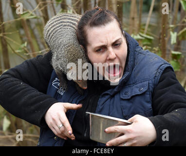 Duisburg, Deutschland. 21. Januar 2016.  Tierpflegerin Sabine Neubauer kämpft mit einem Zebramangusten während der Fütterungszeiten im Zoo in Duisburg, Deutschland, 21. Januar 2016. Zebramangusten sind predatorial Tiere und in der Regel Leben in Gruppen von 10 bis 20 Tieren, über weit verbreitete Teilen Afrikas. Foto: Horst Ossinger/Dpa - NO-Draht-SERVICE-/ Dpa/Alamy Live News Stockfoto