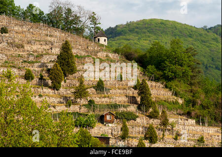 Weinbergterrassen, Spitz, Donau, UNESCO World Heritage Site The Wachauer Kulturlandschaft, Niederösterreich, Österreich Stockfoto