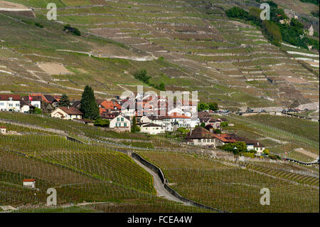 Weinberge im Frühjahr, UNESCO World Heritage Site Weinberg Terrassen Lavaux, Genfer See, Kanton Waadt, Schweiz Stockfoto