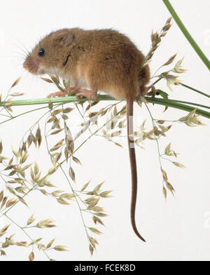 Ernten Sie Maus sitzt auf Ochsen-Auge Gänseblümchen Stamm, Rute hängend für Gleichgewicht. Stockfoto