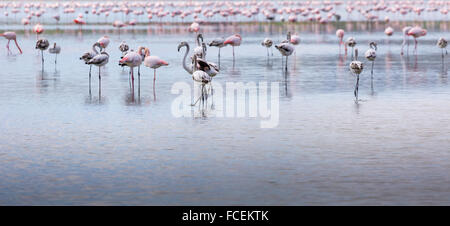 Afrikanischen Flamingos in den See schöner Sonnenuntergang, Herde exotischer Vögel im natürlichen Lebensraum, Afrika Landschaft, Kenia Natur, Stockfoto