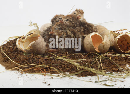 Rothuhn, Alectoris Rufa, Küken im Nest zwischen gebrochenen Eierschalen, Vorderansicht. Stockfoto