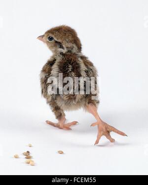 Rothuhn (Alectoris Rufa) Küken gehen, hintere Ansicht Stockfoto