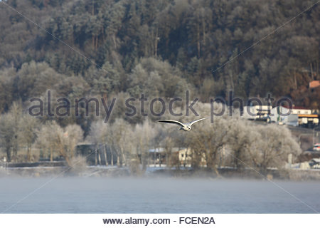 Donau, Deutschland. 22. Januar 2016. Ein Vogel braucht eine am frühen Morgen Fahrt an den gefrorenen Ufern der Donau bei Vilshofen in Bayern, wo herrliches Wetter den letzten nebligen Zauber geendet hat. Bildnachweis: Reallifephotos/Alamy Live-Nachrichten Stockfoto