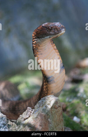 Thailand, Phuket, Chalong, hob Kopf einer Königskobra (Ophiophagus Hannah), an eine Schlangenfarm Stockfoto