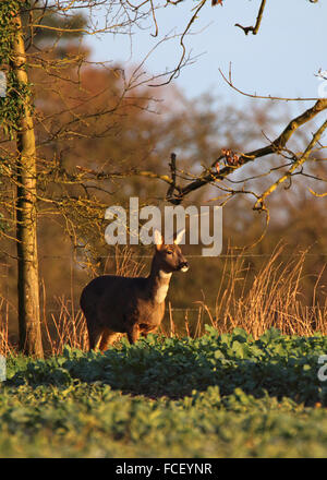 Weibliche Rehe Capreolus Fütterung am Rande eines Bauern-Feldes Stockfoto