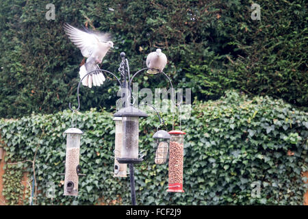 Zwei Collared Doves (Streptopelia Decaocto) auf ein Vogelhäuschen in einen englischen Garten. Stockfoto