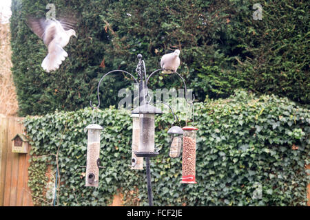 Zwei Collared Doves (Streptopelia Decaocto) auf ein Vogelhäuschen in einen englischen Garten. Stockfoto