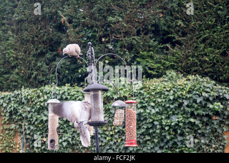 Zwei Collared Doves (Streptopelia Decaocto) auf ein Vogelhäuschen in einen englischen Garten. Stockfoto