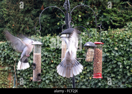 Zwei Collared Doves (Streptopelia Decaocto) auf ein Vogelhäuschen in einen englischen Garten. Stockfoto