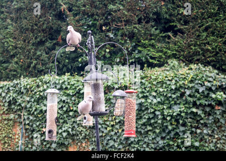 Zwei Collared Doves (Streptopelia Decaocto) auf ein Vogelhäuschen in einen englischen Garten Stockfoto