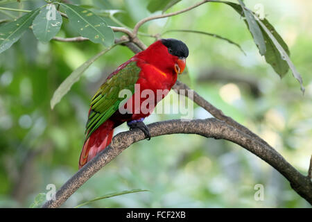 Gelb-einem Lory, Lorius Chlorocercus, einzelne Vogel auf Zweig, Gefangenschaft, Januar 2016 Stockfoto