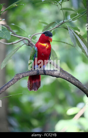 Gelb-einem Lory, Lorius Chlorocercus, einzelne Vogel auf Zweig, Gefangenschaft, Januar 2016 Stockfoto