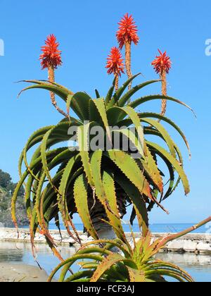 Am Hafen von Laco Ameno die Aloe Vera blüht Arborescens auch im Februar 2015 Stockfoto