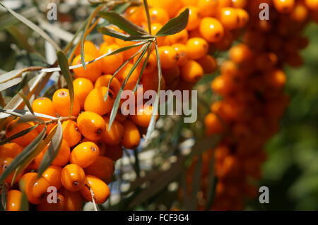 Orange Cornelian Cherry auf Baum Stockfoto