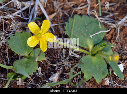 Herbst-Hahnenfuß - Ranunculus Bullatus spätblühend Mittelmeer Buttercup Stockfoto