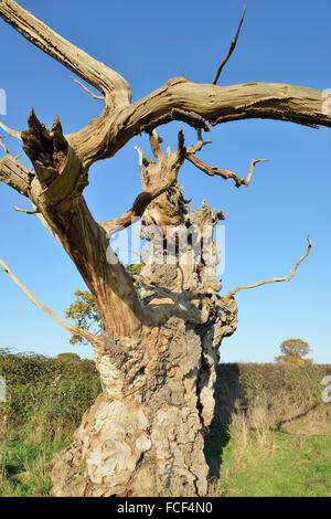 Alte (Englisch) Pedunculate Eiche - Quercus robur Stockfoto