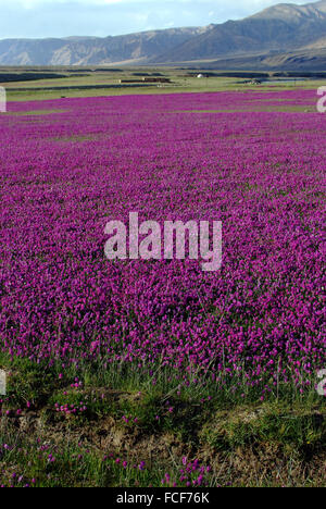 Violette Blumenmeer Stein Stadt Tashkurgan Tajik autonome Grafschaft Xingjiang China Stockfoto