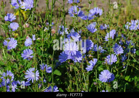 Gemeinsamen Chicorée Cichorium intybus Stockfoto