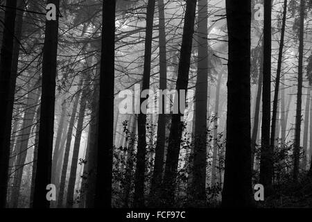 Bäume im Wald auf den Lickey Hills, West Midlands, UK. Stockfoto