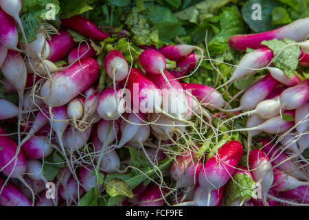 Frischen rohen Rettich-Gemüse in Sarasota Farmers Market in Sarasota Florida Stockfoto