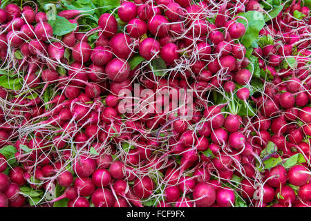 Frischen rohen Rettich-Gemüse in Sarasota Farmers Market in Sarasota Florida Stockfoto