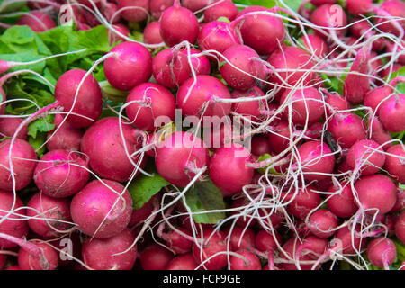 Frischen rohen Rettich-Gemüse in Sarasota Farmers Market in Sarasota Florida Stockfoto