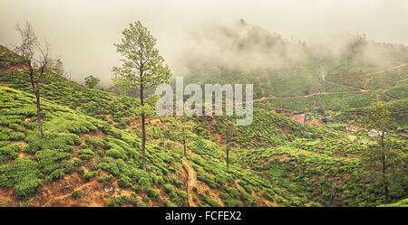 Sri Lanka, Nuwara Eliya, DCSL, öffentlichen, sehr spezielle alte Arrak