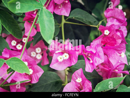 Bougainvillea lila Blüten. Gartenarbeit-Thema. Saisonale natürliche Szene. Stockfoto