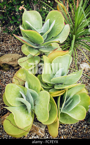 Kalanchoe Thyrsiflora Werk in der Orangerie. Gartenarbeit-Thema. Stockfoto