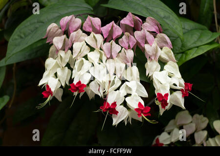 Rote und weiße Blüte Clerodendrum thomsoniae Stockfoto