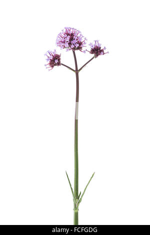 Lila Verbena Officinalis Blumen auf weißem Hintergrund Stockfoto