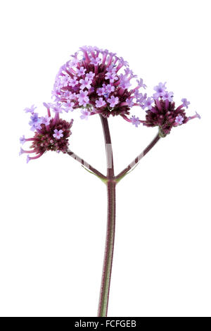 Lila Verbena Officinalis Blumen auf weißem Hintergrund Stockfoto