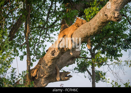 Eine wilde kletternden Löwen, Queen Elizabeth National Park, Uganda, Afrika Stockfoto