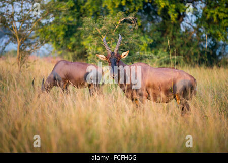 Roan Antilope (Hippotragus Spitzfußhaltung), Ishasha Fluss, Queen Elizabeth National Park, Uganda, Ostafrika Stockfoto