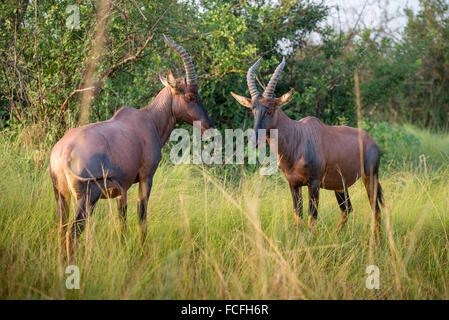 Roan Antilope (Hippotragus Spitzfußhaltung), Ishasha Fluss, Queen Elizabeth National Park, Uganda, Ostafrika Stockfoto