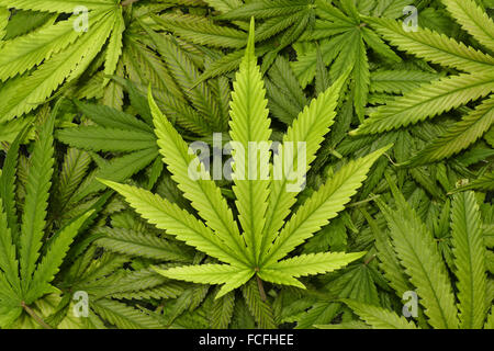 Großen Marihuana Flügel schließen mit Textur Hintergrund der Cannabis Blätter in einem Stapel Stockfoto