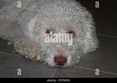 Spanische Wasserhund (Perro de Agua Español) auf dem Boden ruhen. Stockfoto