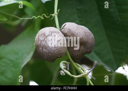 Dioscorea Alata, lila Yam, Tuberöse Wurzelgemüse mit Klettern Planrs mit herzförmigen Blätter, Blüten Antenne Zwiebelchen, Stockfoto