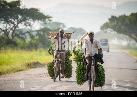 Mann Transporte Matooke mit dem Fahrrad entlang der Hauptstraße, Uganda, Europa Stockfoto