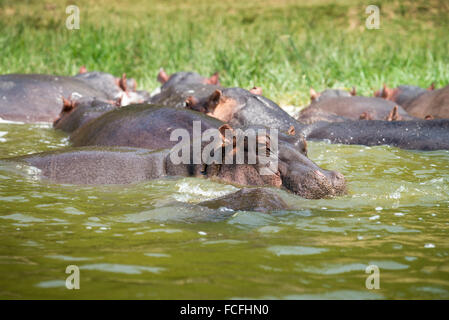 Flusspferde in Hütte Kanal, Hippopotamus Amphibius, Queen Elizabeth National Park, Uganda, Afrika Stockfoto