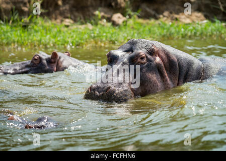 Flusspferde in Hütte Kanal, Hippopotamus Amphibius, Queen Elizabeth National Park, Uganda, Afrika Stockfoto