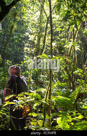 Schimpanzze Reise in die Kyambura Schlucht in Queen Elizabeth National Park im Westen Ugandas Stockfoto