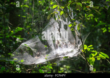 Schimpanzze Reise in die Kyambura Schlucht in Queen Elizabeth National Park im Westen Ugandas Stockfoto