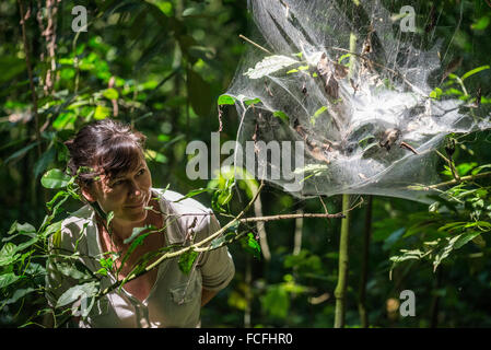 Schimpanzze Reise in die Kyambura Schlucht in Queen Elizabeth National Park im Westen Ugandas Stockfoto